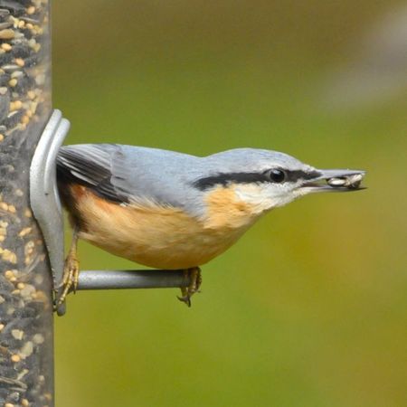 NuthatchWithSeeds